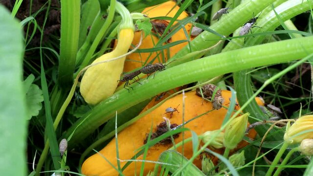 Squash bugs are seen mating and crawling on a plant in a garden