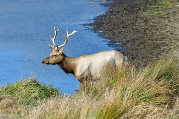 Tule Elk aka Cervus canadensis nannodes, at Tomale Elk Reserved, Point Reyes National Park, Inverness, California