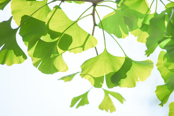 イチョウの葉をモチーフにした背景画像