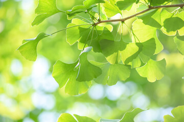 初夏のイチョウの葉は濃い緑で生き生きとしています