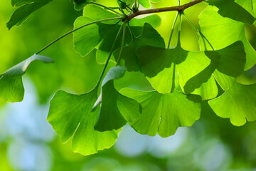 Fototapeta na wymiar 初夏のイチョウの葉は濃い緑で生き生きとしています