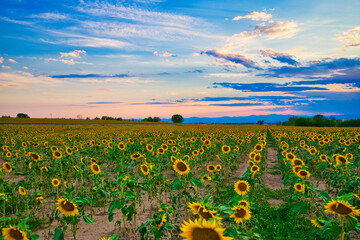 Obraz premium field of sunflowers and sunset