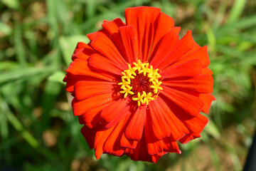花弁が丈夫で色あせしにくいのでとても人気があります「百日草」