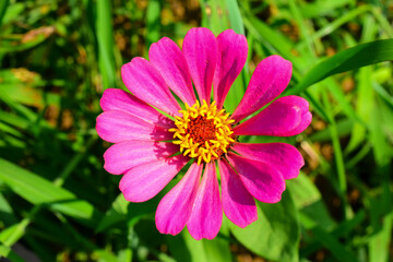 Obraz premium 花弁が丈夫で色あせしにくいのでとても人気があります「百日草」