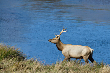 Tule Elk aka Cervus canadensis nannodes, at Tomale Elk Reserved, Point Reyes National Park, Inverness, California