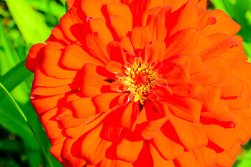 花弁が丈夫で色あせしにくいのでとても人気があります「百日草」