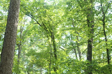 sun rays in the forest