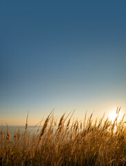 Sunrise sunset of sea with golden blades of wild grass and gold blue sky