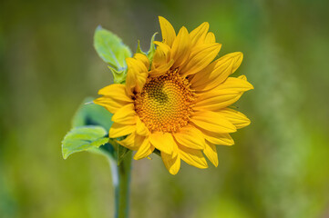 a Yellow blooming sunflower on a field