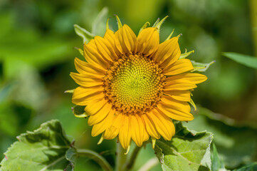 a Yellow blooming sunflower on a field