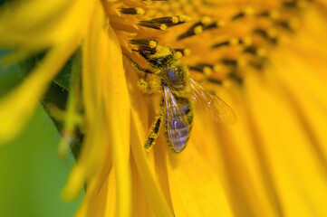 a Yellow blooming sunflower on a field