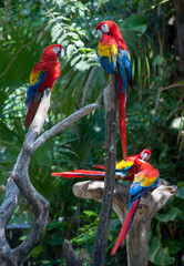 Colorful exotic parrots sitting on the on a branch in the jungle. Rare birds.