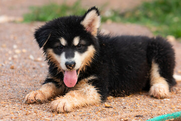 Cute Puppy of Alaskan Malamute dog