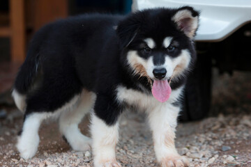 Naklejka na ściany i meble Cute Puppy of Alaskan Malamute dog