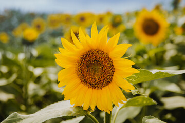 Fototapeta premium sunflower in the field