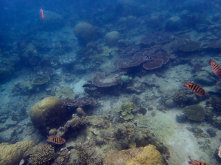 Underwater view