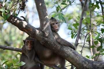 The wild monkey in a cute posture in the forest