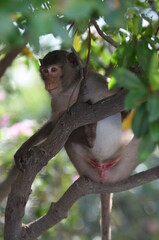 The wild monkey in a cute posture in the forest