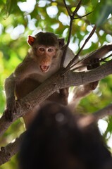 The wild monkey in a cute posture in the forest