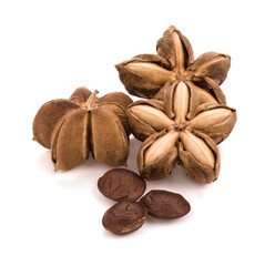 sacha inchi isolated on white background