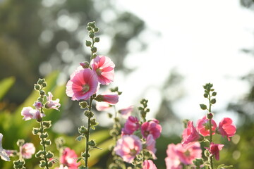Colorful flowers and morning sunshine
