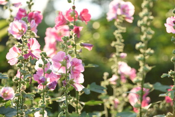 Colorful flowers and morning sunshine	