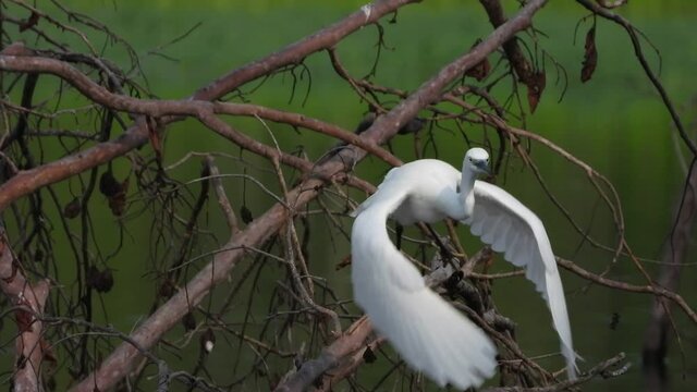 Little egret in tree UHD Mp4 4k .