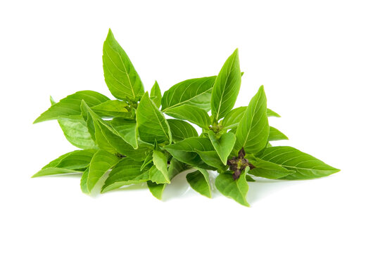thai basil isolated on white background