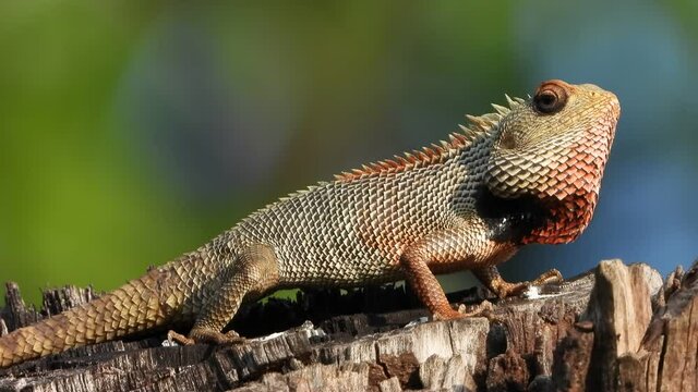Lizard in chilling on tree UHD Mp4 4k .