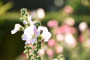 Colorful flowers and morning sunshine	