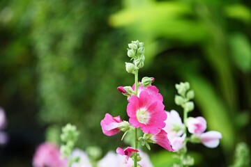 Colorful flowers and morning sunshine
