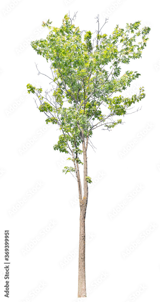 Wall mural green summer maple tree with partly bare branches