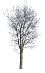 high winter maple with bare dense branches