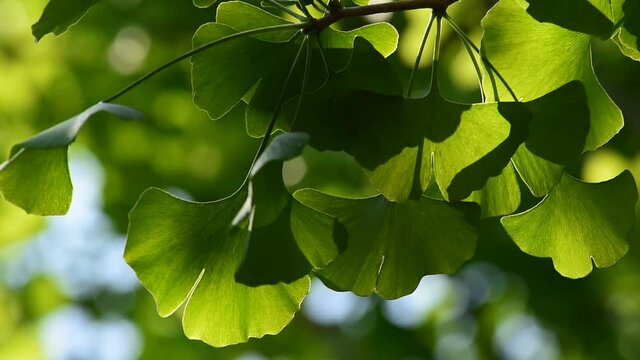 初夏のイチョウの葉は濃い緑で生き生きとしています