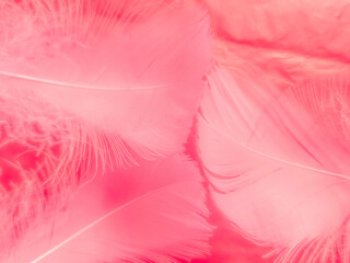 Beautiful abstract white and pink feathers on white background and soft white feather texture on...