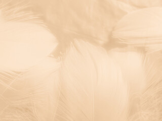 Beautiful abstract orange and white feathers on white background, soft brown feather texture on white pattern background, yellow feather background
