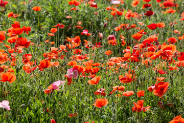 Obraz na płótnie Canvas The poppies grown in the park