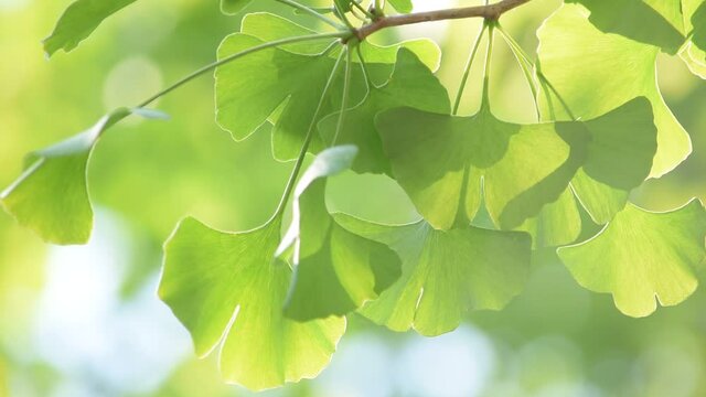 初夏のイチョウの葉は濃い緑で生き生きとしています