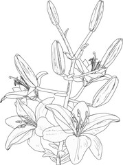 black lily with four blooms and six buds sketch illustration