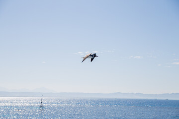 seagull flies over the sea and sky