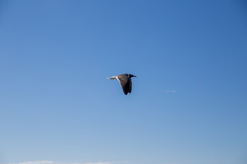 seagull flies over the sea and sky