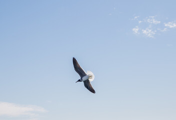 seagull flies over the sea and sky