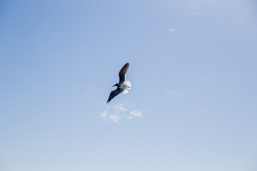 seagull flies over the sea and sky