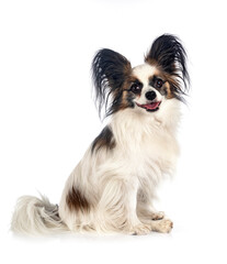 papillon dog in studio