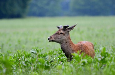 cerf 