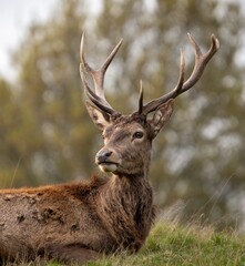 deer in the woods © Jakub