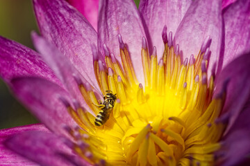 bee on a flower closeup