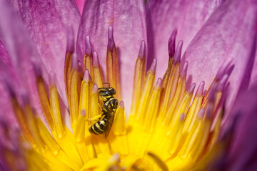 bee on a flower closeup
