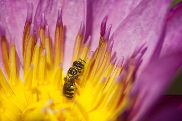 bee on a flower closeup