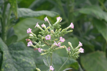 pink and white flower